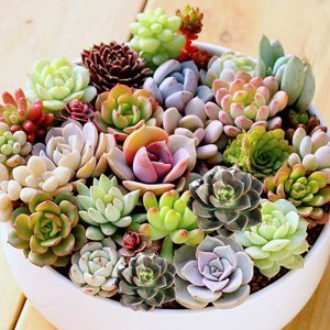 various succulents